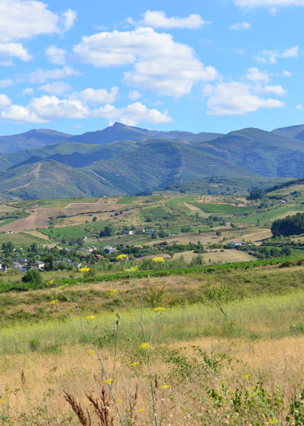 Imagen del viñedo de Bodegas Viazález