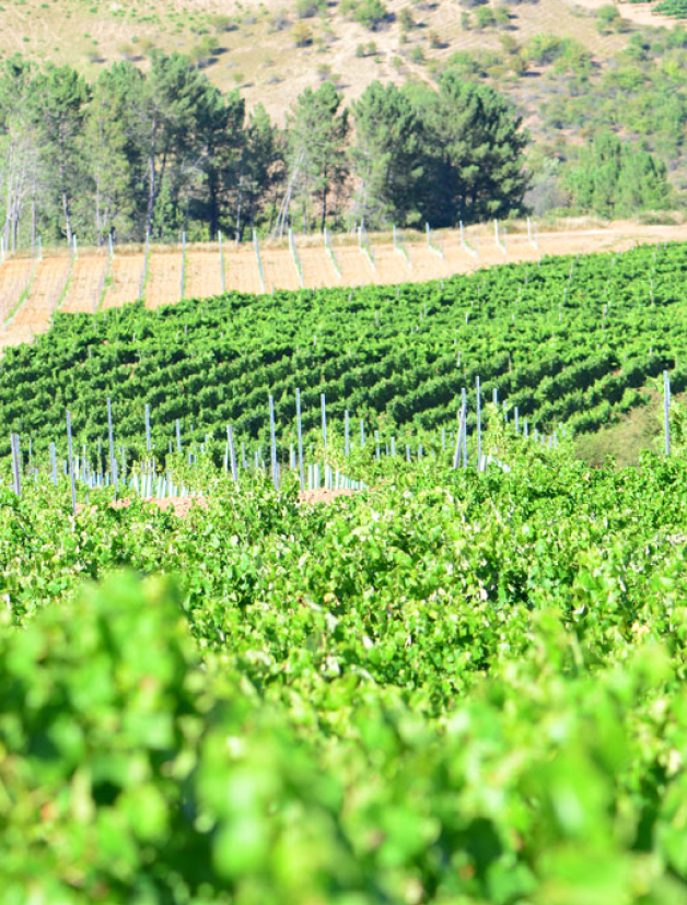 Imagen del viñedo de Bodegas Viazález